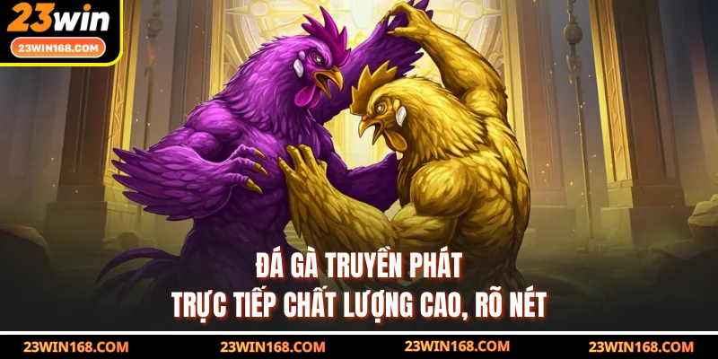 Đá gà truyền phát trực tiếp chất lượng cao, rõ nét